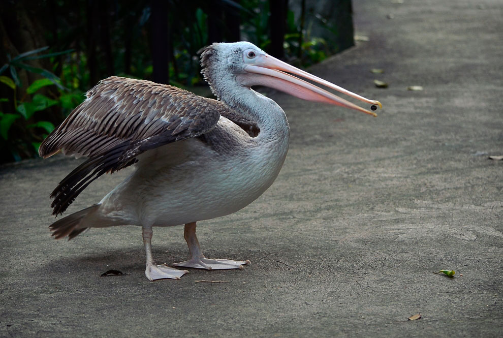 Зоопарк в Таиланде