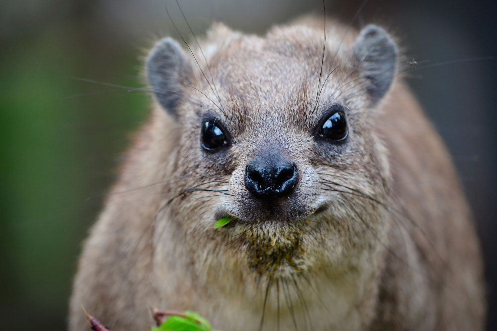Зоопарк в Таиланде