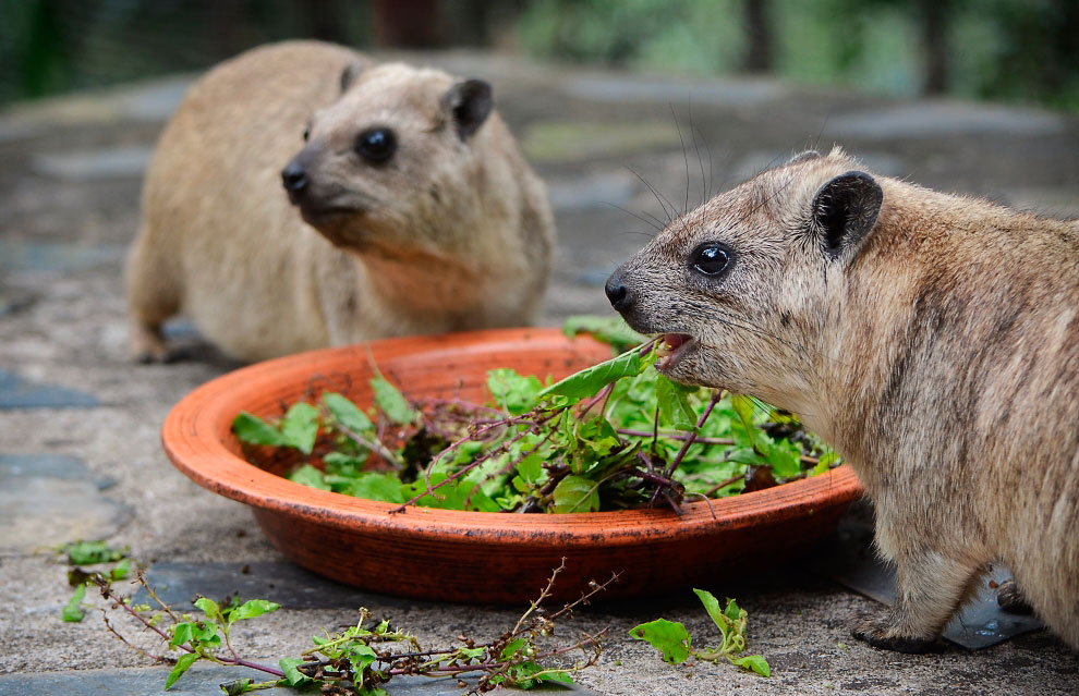 Зоопарк в Таиланде