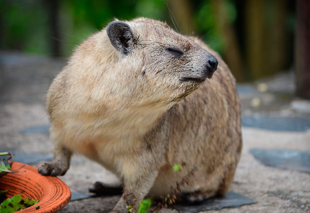 Зоопарк в Таиланде