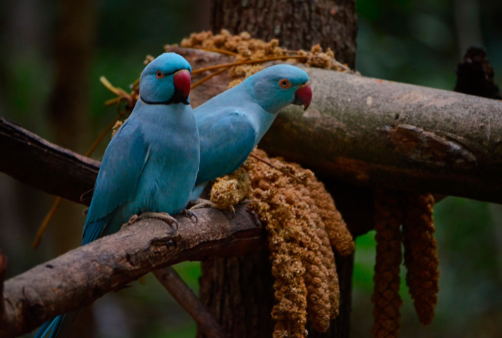 Зоопарк в Таиланде
