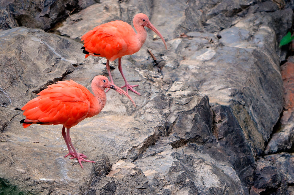 Зоопарк в Таиланде