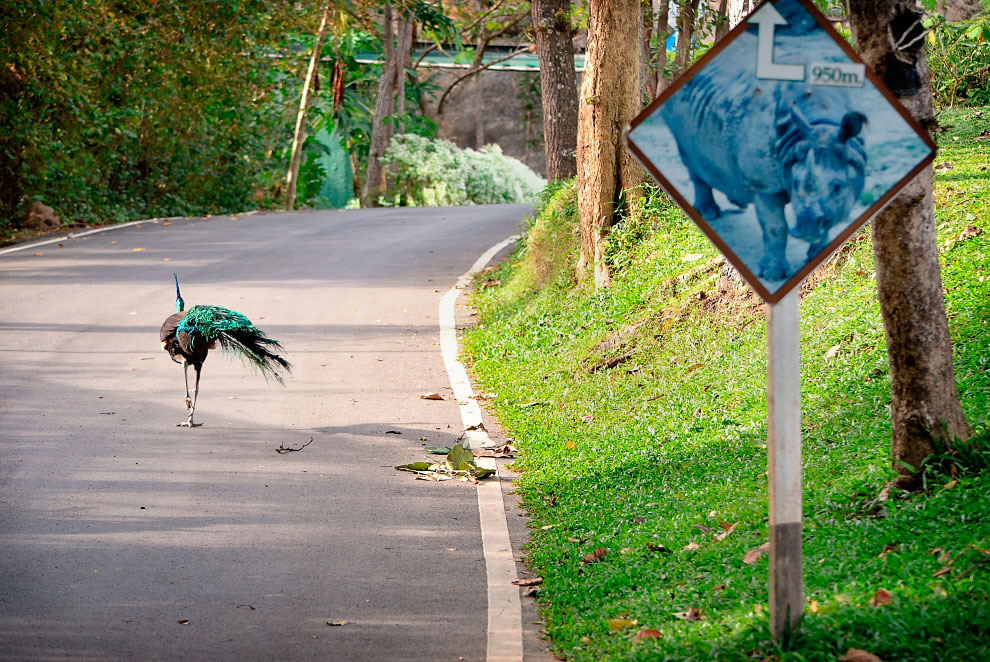 Зоопарк в Таиланде