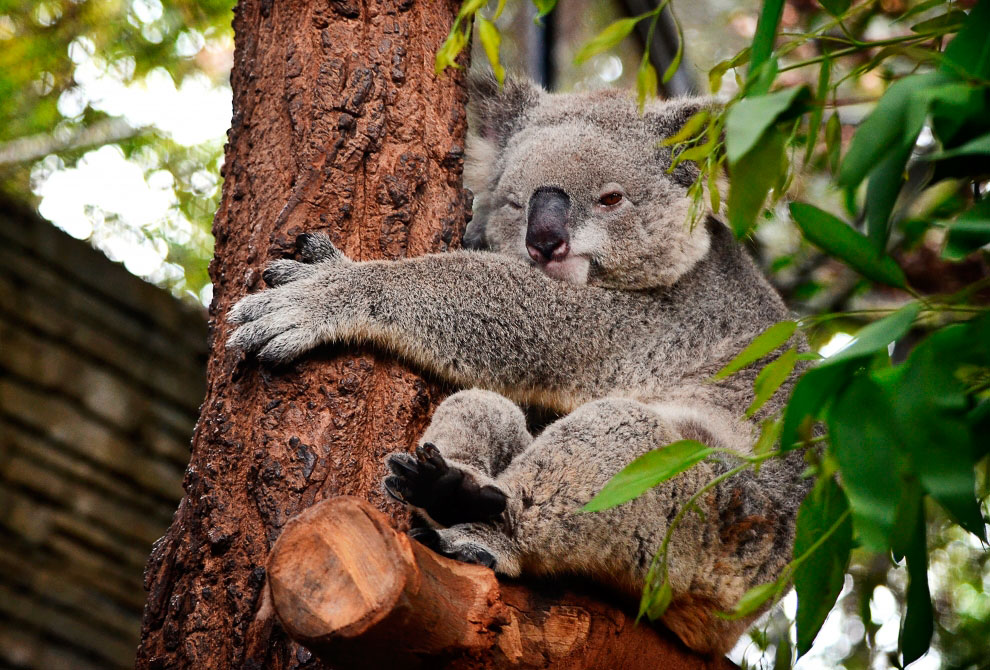 Зоопарк в Таиланде