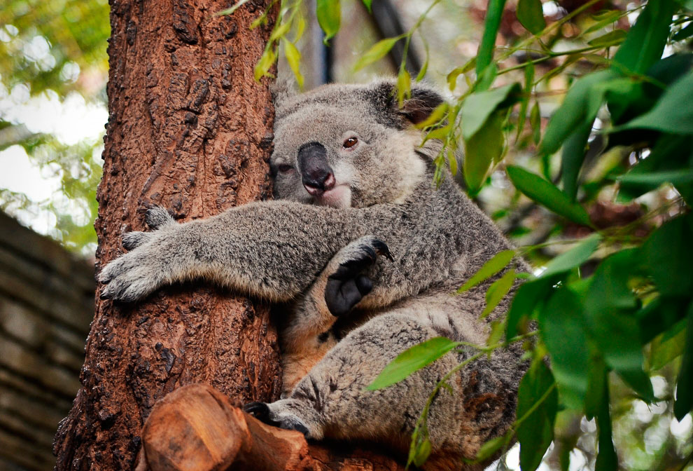Зоопарк в Таиланде