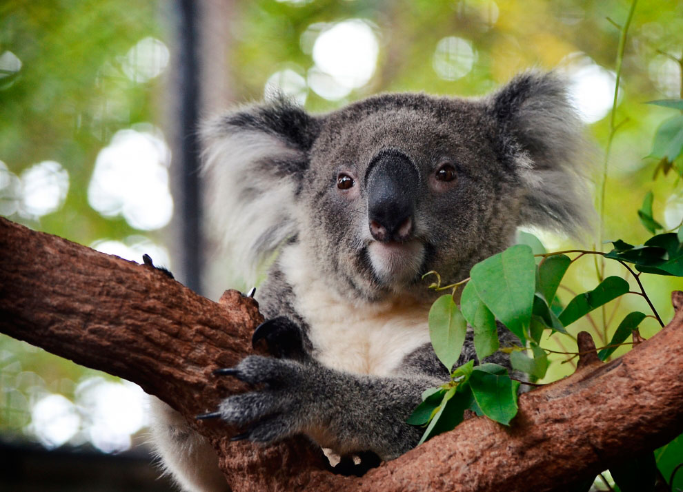 Зоопарк в Таиланде