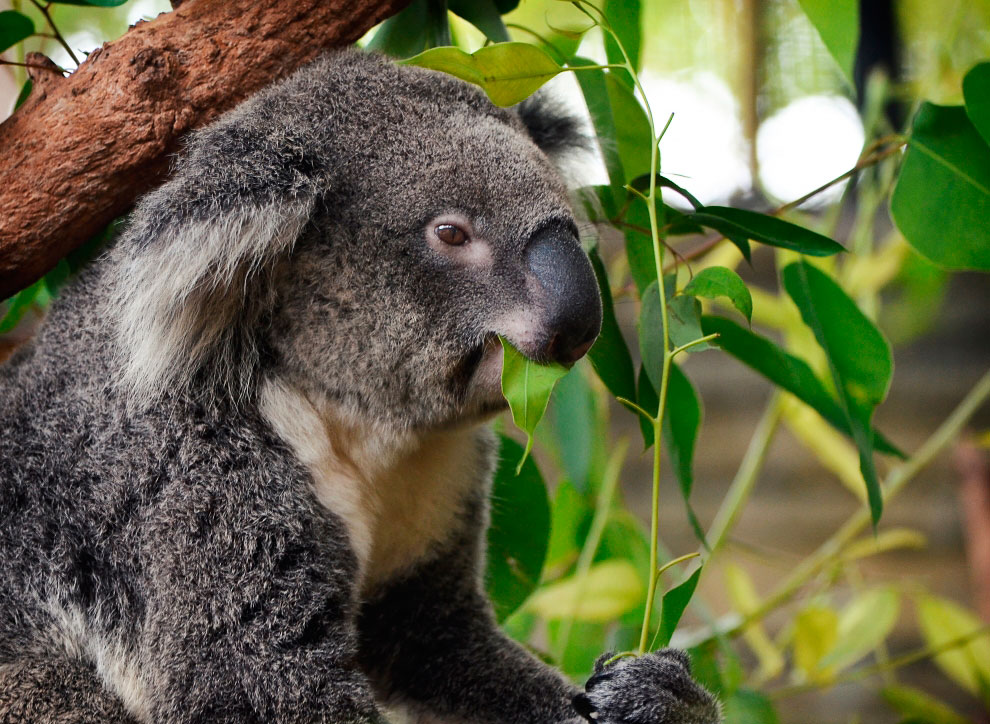 Зоопарк в Таиланде