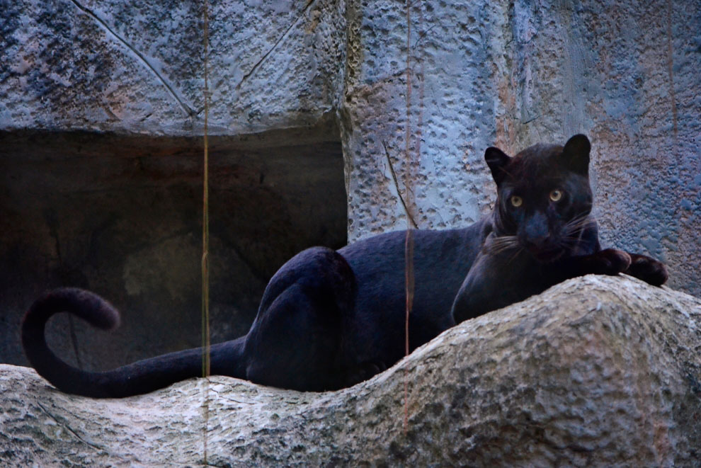 Зоопарк в Таиланде