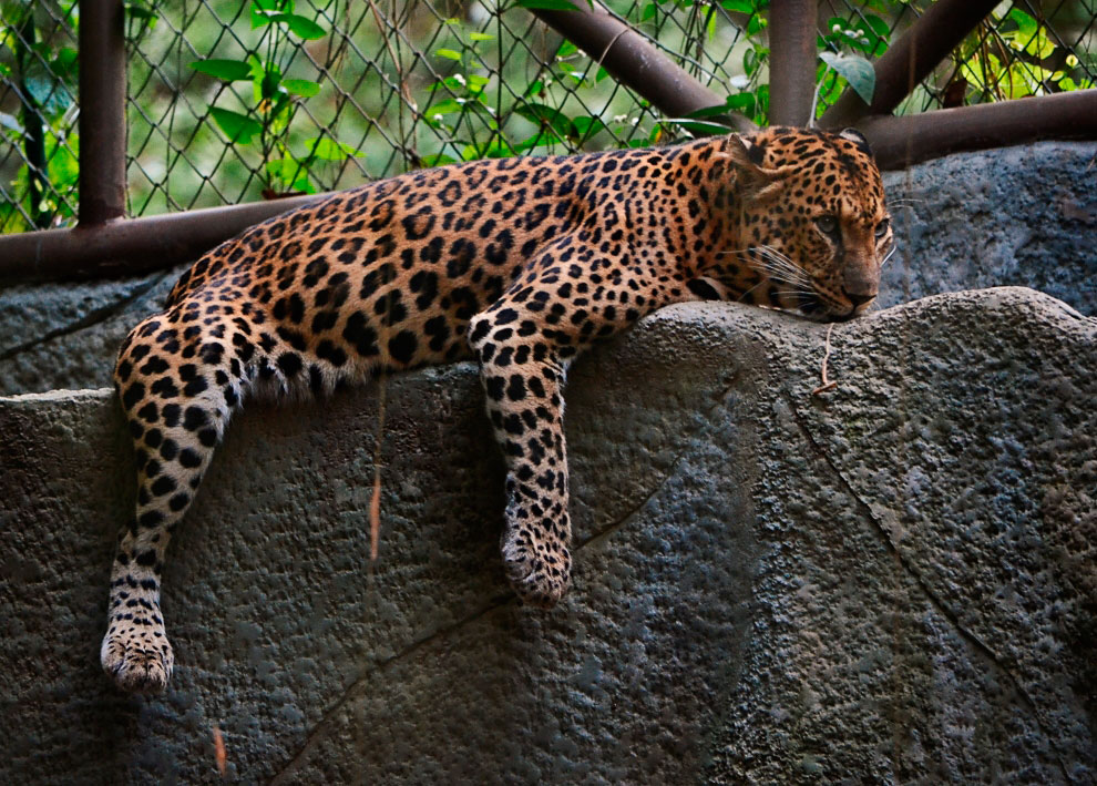 Зоопарк в Таиланде