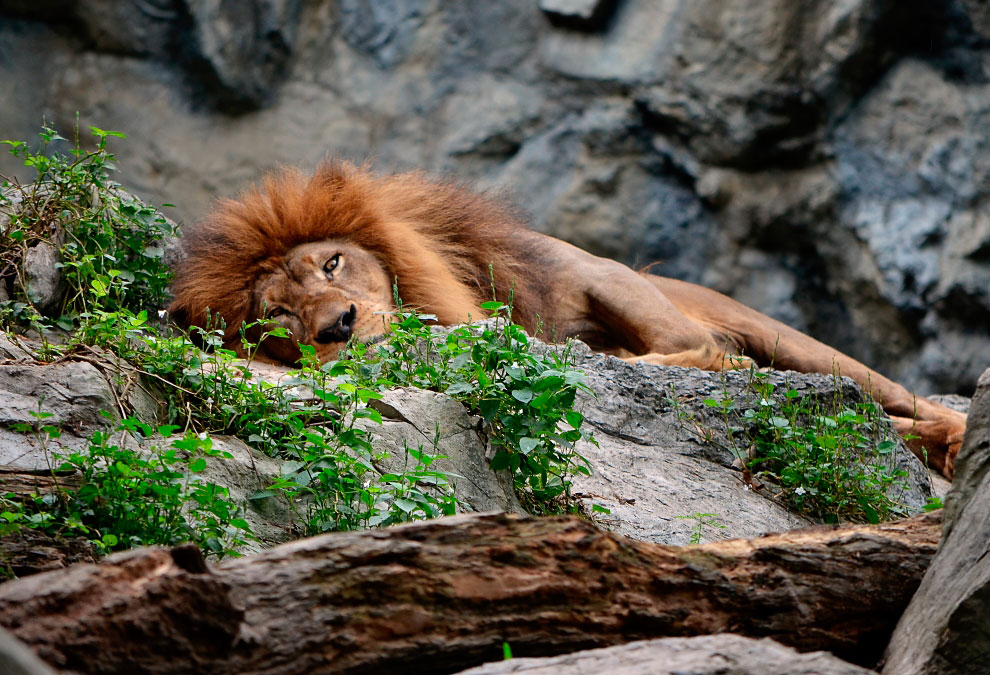 Зоопарк в Таиланде