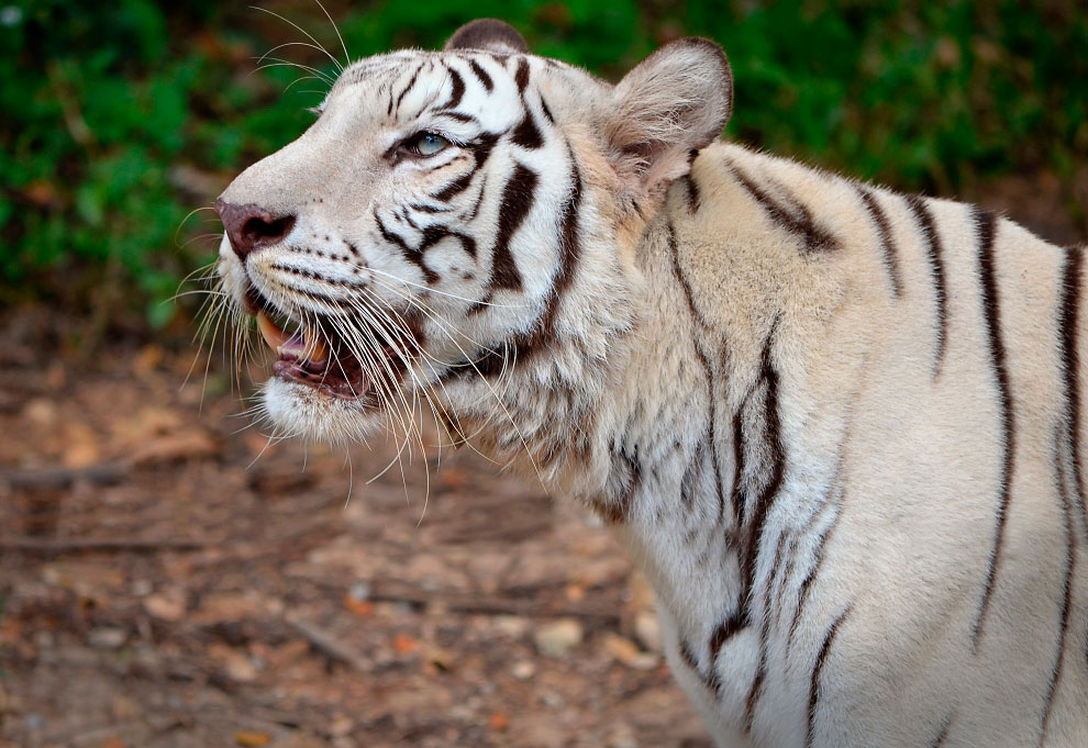 Зоопарк в Таиланде
