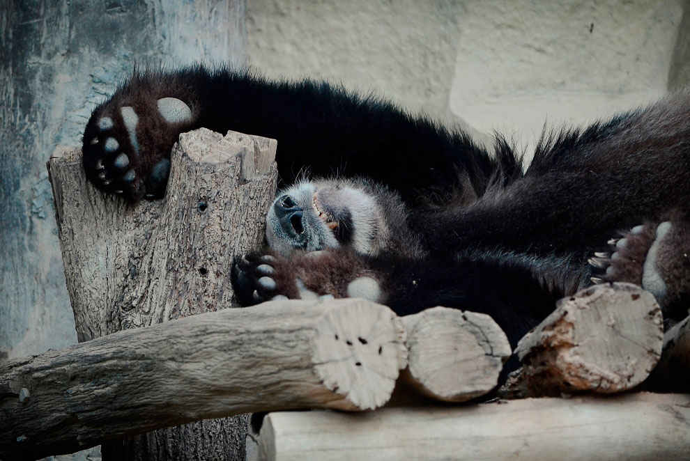 Зоопарк в Таиланде