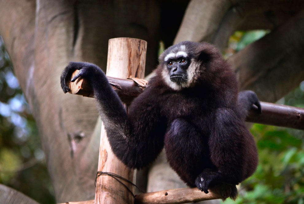 Зоопарк в Таиланде