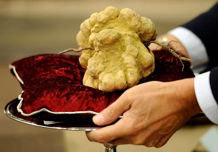 Грибы трюфели