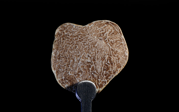 Грибы трюфели