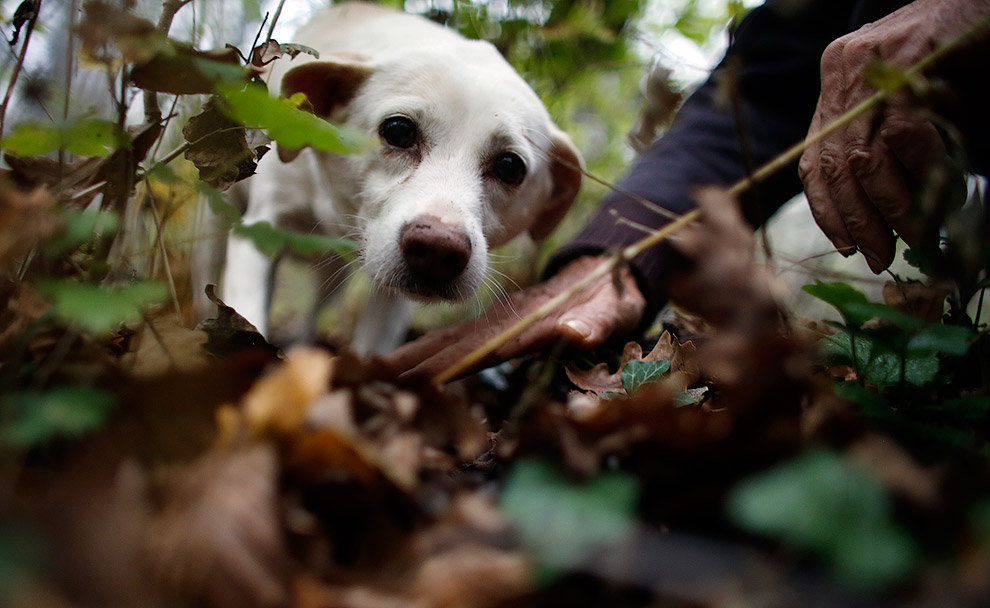 Грибы трюфели