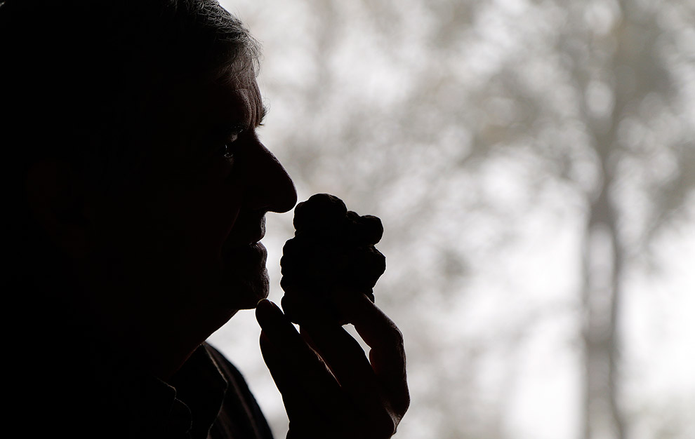 Грибы трюфели