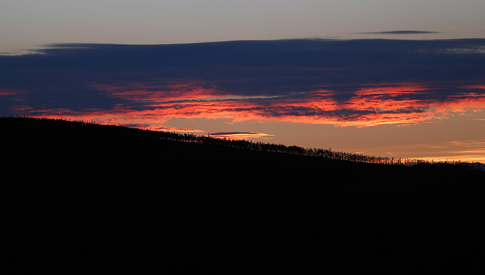 Грибы трюфели