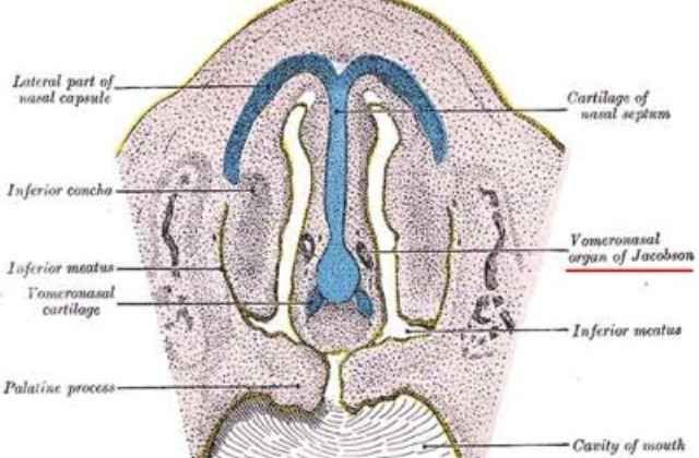 Эволюция человека еще продолжается (15 фото) Эволюция человека еще продолжается (15 фото)