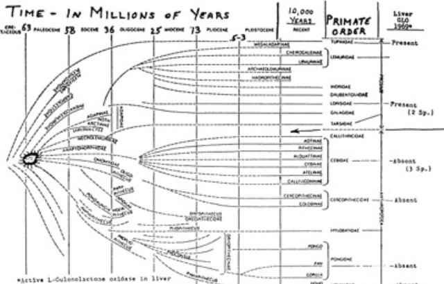 Эволюция человека еще продолжается (15 фото) Эволюция человека еще продолжается (15 фото)