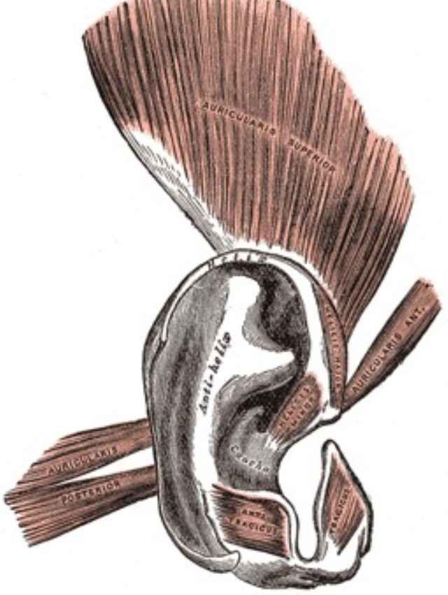 Эволюция человека еще продолжается (15 фото) Эволюция человека еще продолжается (15 фото)