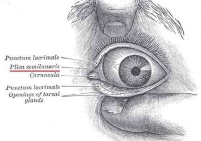 Эволюция человека еще продолжается (15 фото) Эволюция человека еще продолжается (15 фото)
