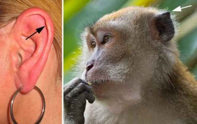 Эволюция человека еще продолжается (15 фото) Эволюция человека еще продолжается (15 фото)