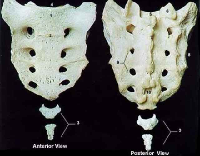 Эволюция человека еще продолжается (15 фото) Эволюция человека еще продолжается (15 фото)