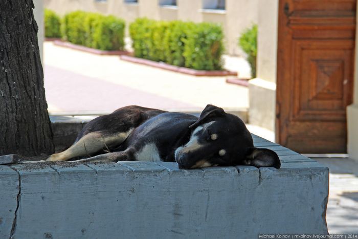 Советы для тех, кто отправляется на летний отдых в Крым (26 фото)