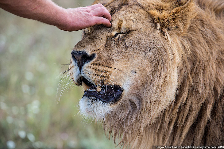 Парк львов в Крыму Парк львов в Крыму