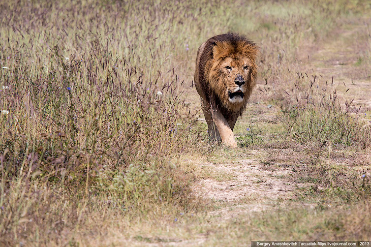 Парк львов в Крыму Парк львов в Крыму