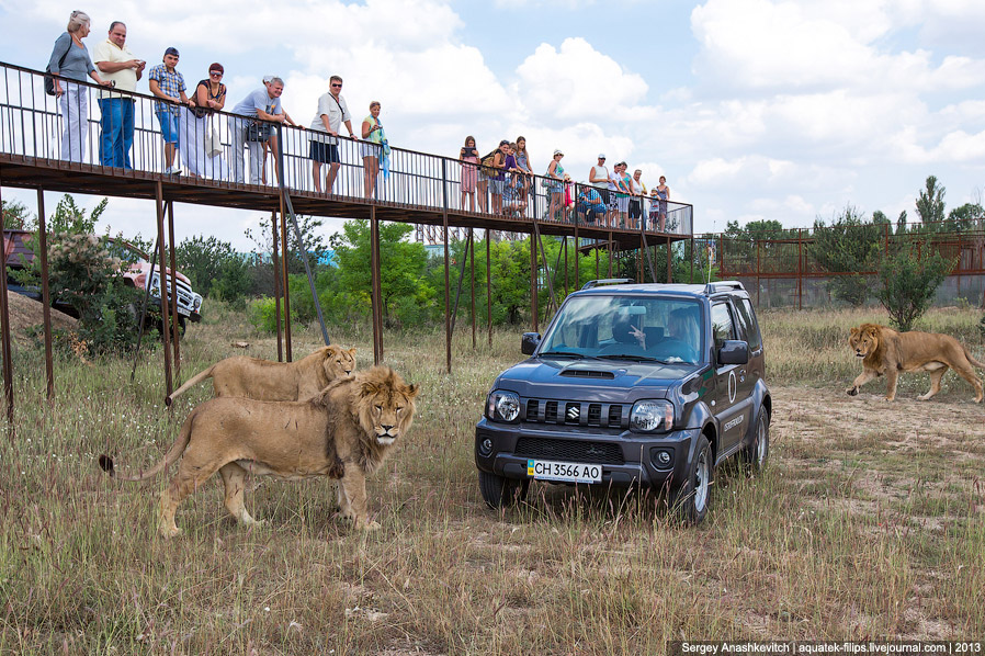 Парк львов в Крыму Парк львов в Крыму