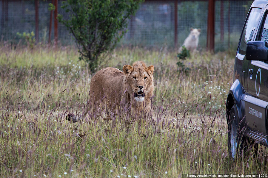 Парк львов в Крыму Парк львов в Крыму