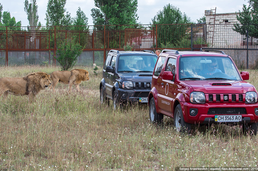 Парк львов в Крыму Парк львов в Крыму