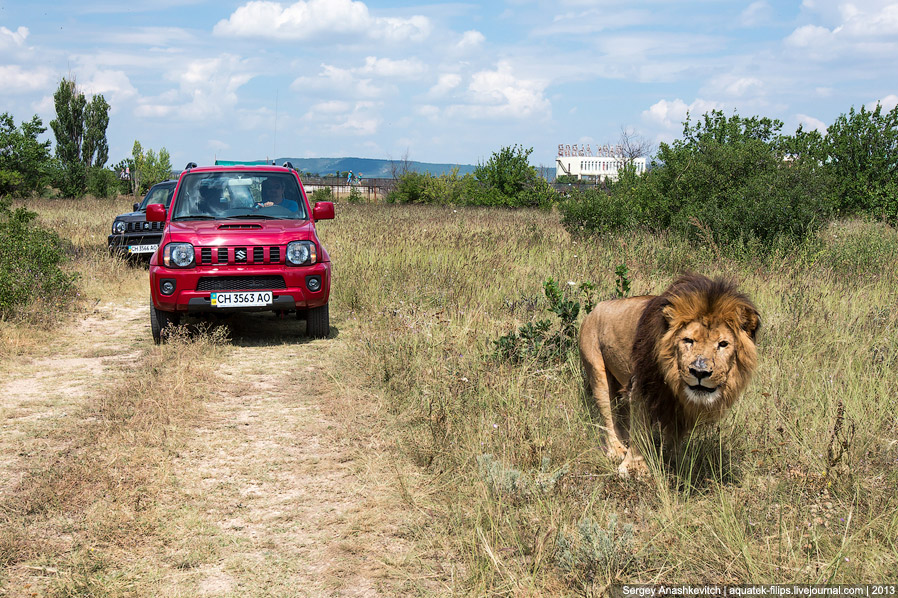 Парк львов в Крыму Парк львов в Крыму