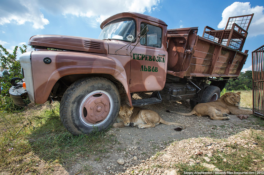 Парк львов в Крыму Парк львов в Крыму
