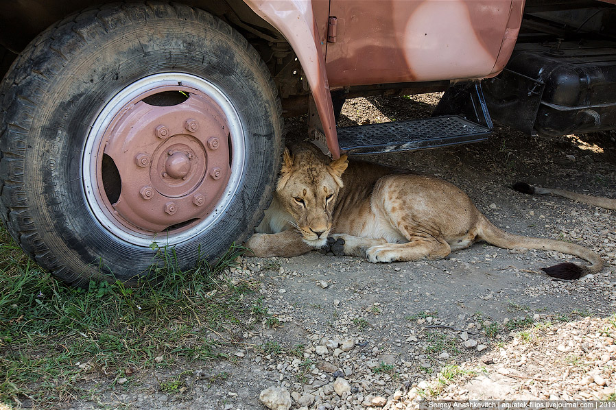 Парк львов в Крыму Парк львов в Крыму