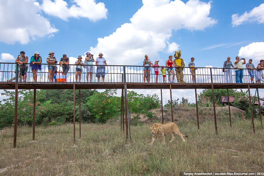 Парк львов в Крыму Парк львов в Крыму