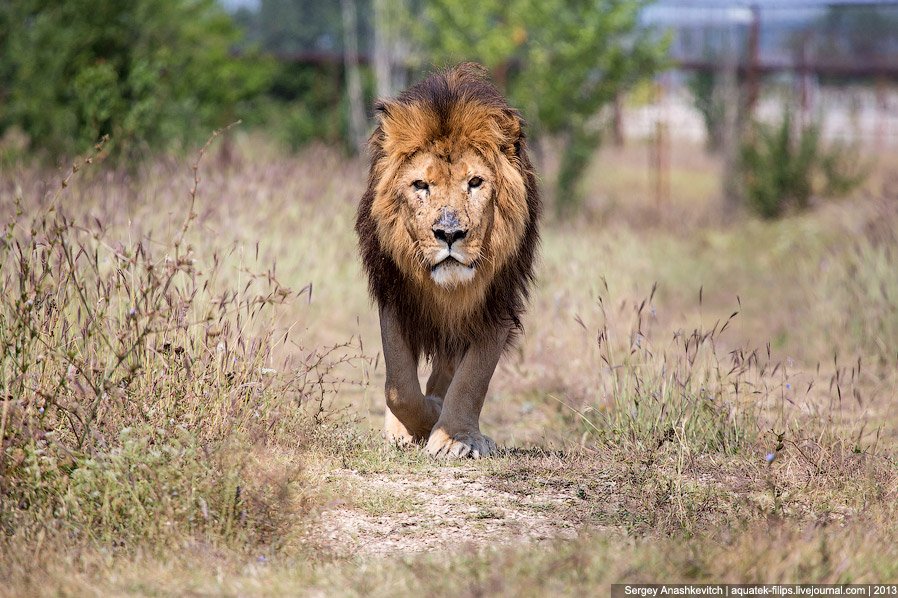 Парк львов в Крыму Парк львов в Крыму