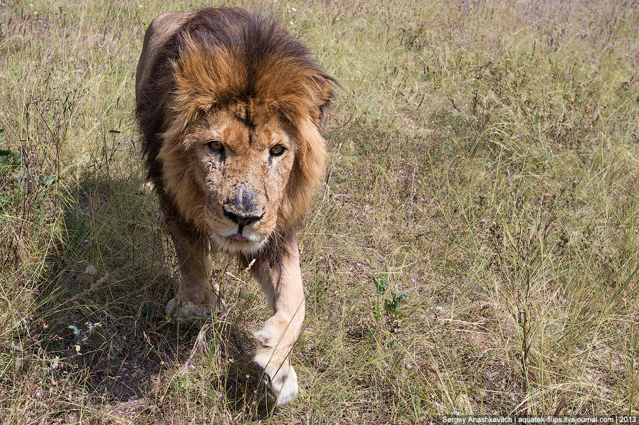 Парк львов в Крыму Парк львов в Крыму