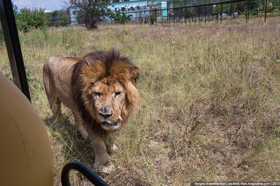 Парк львов в Крыму Парк львов в Крыму