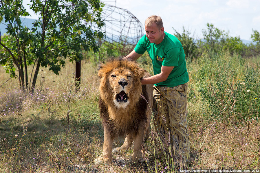 Парк львов в Крыму Парк львов в Крыму