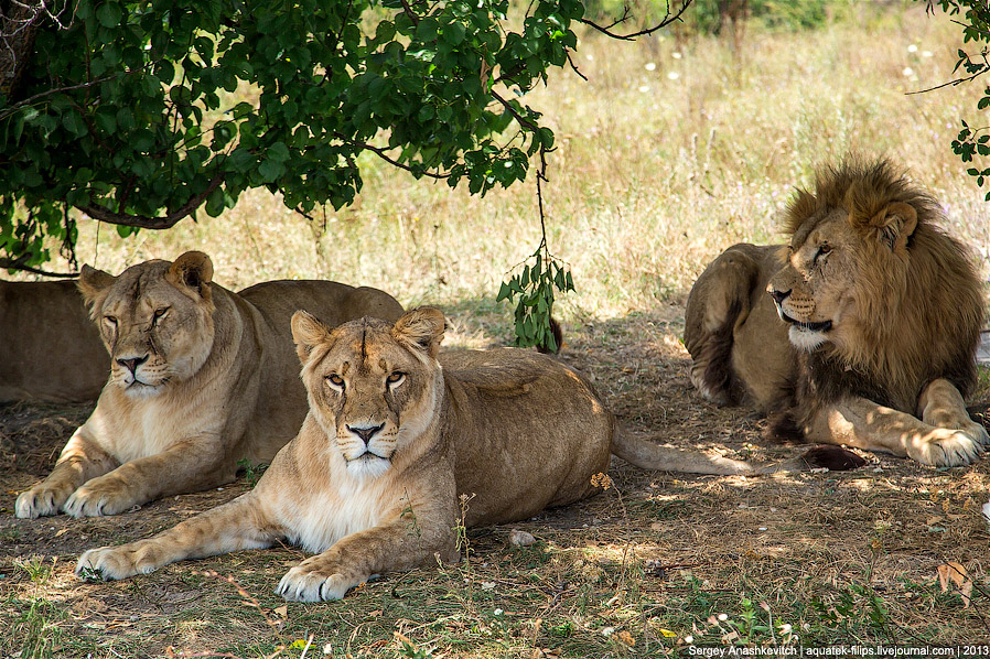 Парк львов в Крыму Парк львов в Крыму