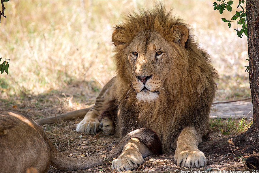 Парк львов в Крыму Парк львов в Крыму