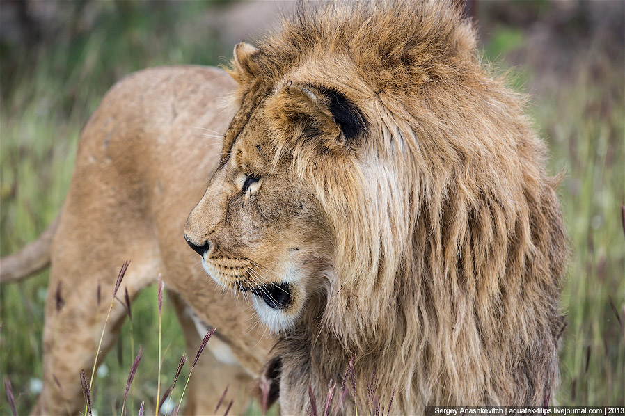 Парк львов в Крыму Парк львов в Крыму