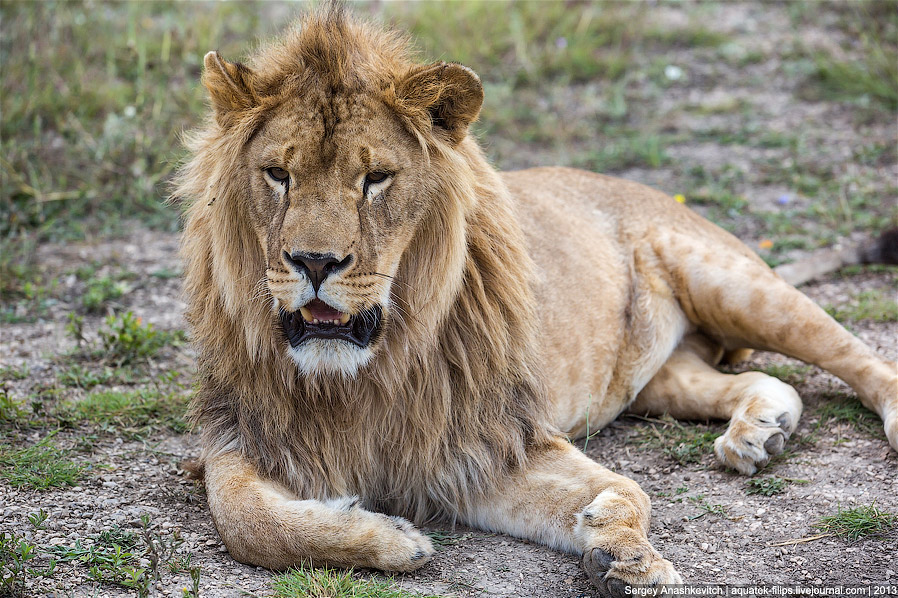 Парк львов в Крыму Парк львов в Крыму