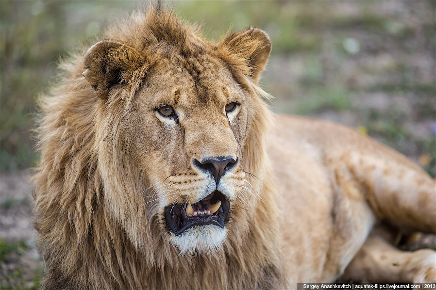 Парк львов в Крыму Парк львов в Крыму