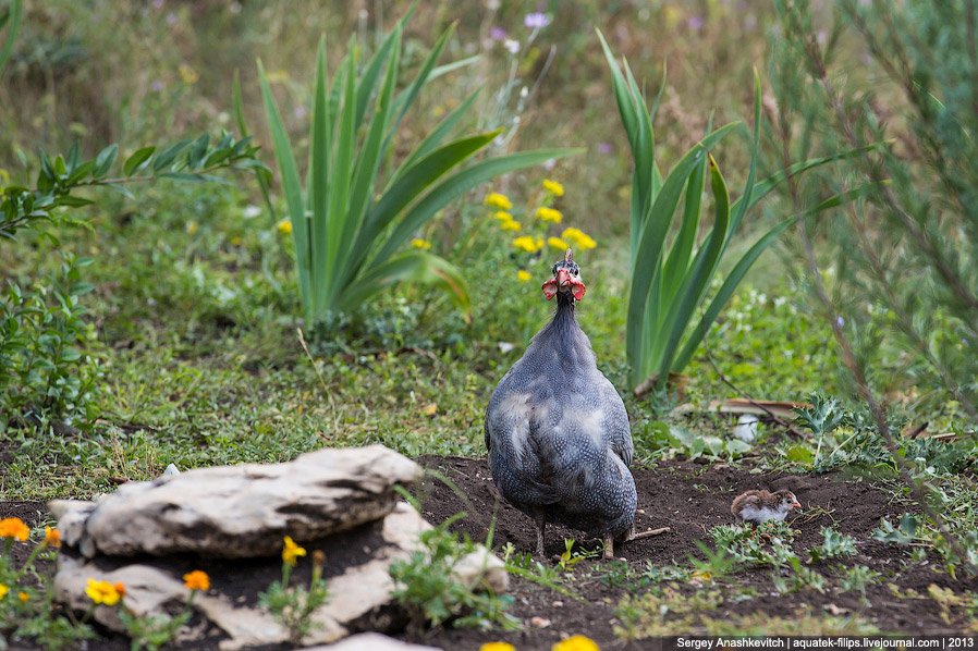 Парк львов в Крыму Парк львов в Крыму