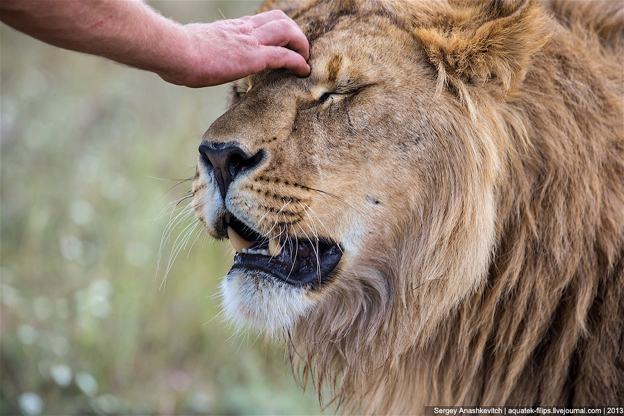 Парк львов в Крыму Парк львов в Крыму