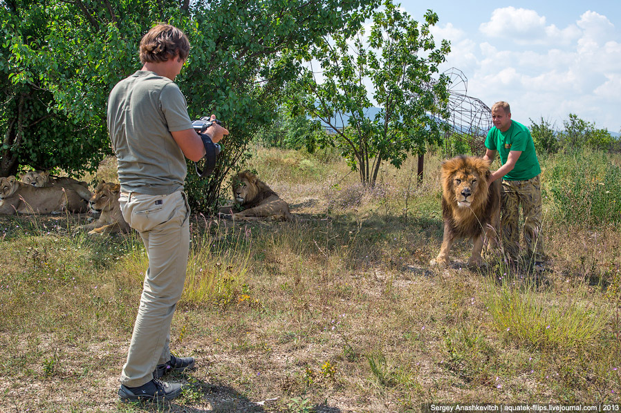 Парк львов в Крыму Парк львов в Крыму